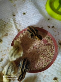 Pulcini di quaglie jumbo