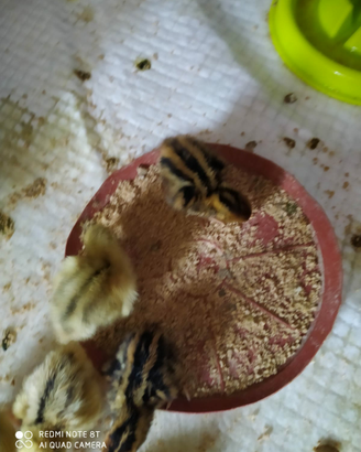 Pulcini di quaglie jumbo