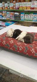 Conigli nani ariete mini lop