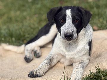 Cuccioli di Border Collie