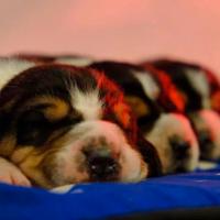 Cuccioli Beagle con pedigree