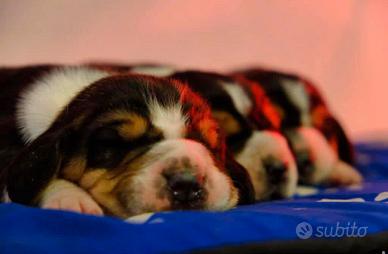 Cuccioli Beagle con pedigree