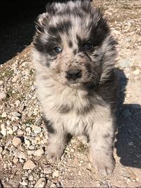 Cuccioli della lesina