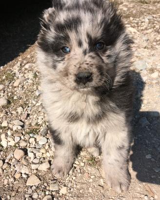 Cuccioli della lesina