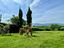 Immagine 25
