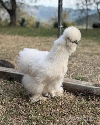 Gallina moroseta