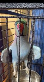Coppia Parrocchetti dal collare