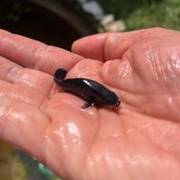 Black molly
