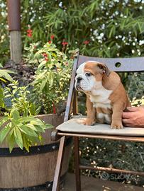 Bulldog inglese