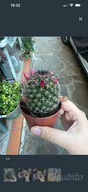Semi pianta di mammillaria
