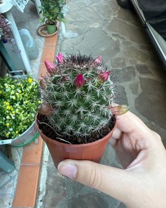 Semi pianta di mammillaria