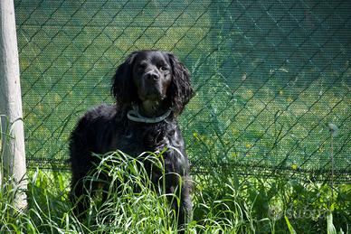 Adotta e se non puoi condividi