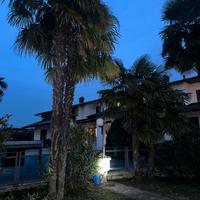 Palma della fortuna/palma cinese del vento