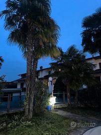 Palma della fortuna/palma cinese del vento