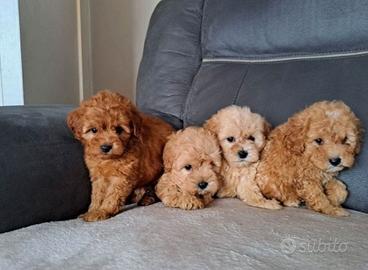 Cuccioli barboncini mini toy maschi femmine
