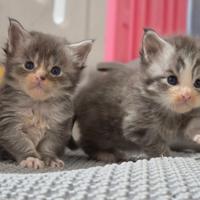 Maine coon cucciolini