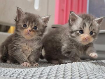 Maine coon cucciolini