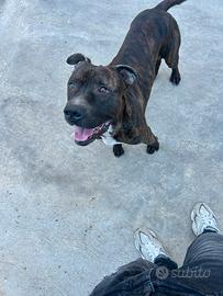 Pitbull