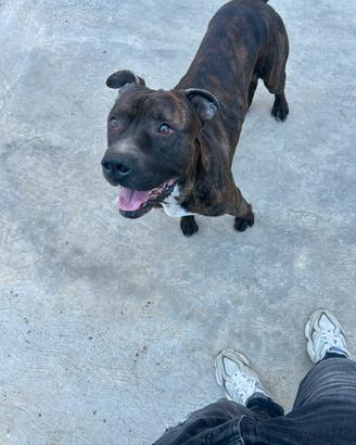Pitbull