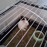 Coniglietto nano bianco