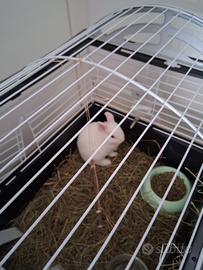 Coniglietto nano bianco