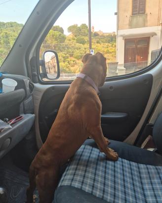 Pitbull