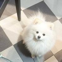 Pomerania spitz nano bianco per monte