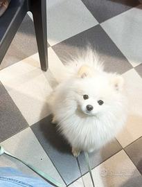 Pomerania spitz nano bianco per monte