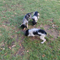 Cani da tartufo