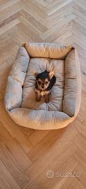 Simil yorkshire - chihuahua femmina mini