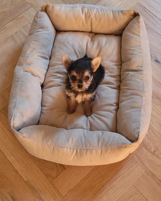 Simil yorkshire - chihuahua femmina mini