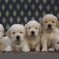 Goldn retriver angloamericani