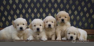 Goldn retriver angloamericani