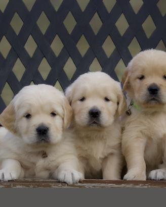 Goldn retriver angloamericani