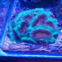 Coralli del mio acquario