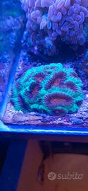 Coralli del mio acquario
