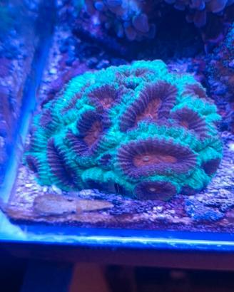 Coralli del mio acquario