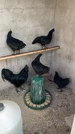 Galline ornamentali