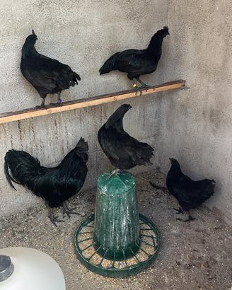 Galline ornamentali