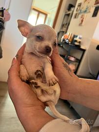 Cuccioli di Chihuahua