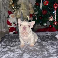 Cuccioli Bulldog francese velvet big rope platinum