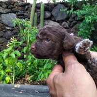 Cuccioli di Lagotto romagnolo