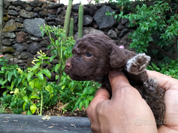 Cuccioli di Lagotto romagnolo