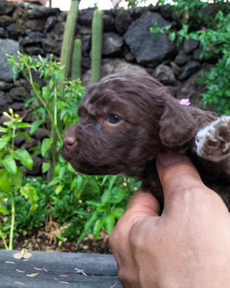 Cuccioli di Lagotto romagnolo