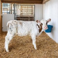 Vitello pezzato rosso