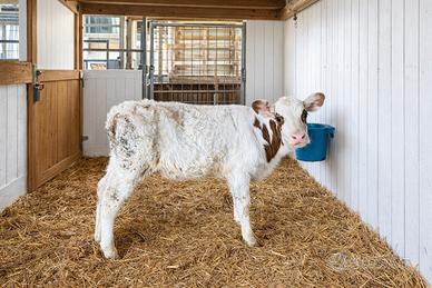 Vitello pezzato rosso