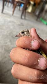 Animali franc