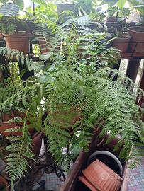 Pianta di felce Athyrium filix in vaso rotondo