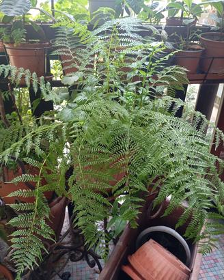 Pianta di felce Athyrium filix in vaso rotondo