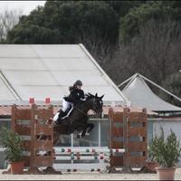 Pony da salto ostacoli